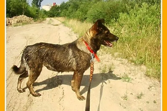 Średnia, grzeczna, spokojna,kontaktowa suczka GORA