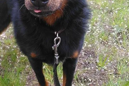 Młody, kochający człowieka Pufek, niewielki psiak do adopcji