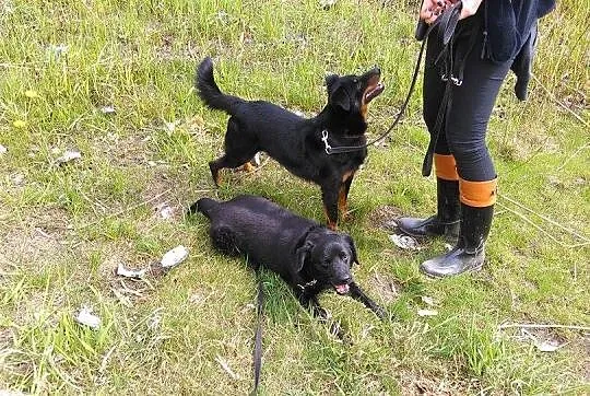 Młody, kochający człowieka Pufek, niewielki psiak 