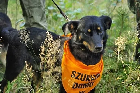 Młody, kochający człowieka Pufek, niewielki psiak 
