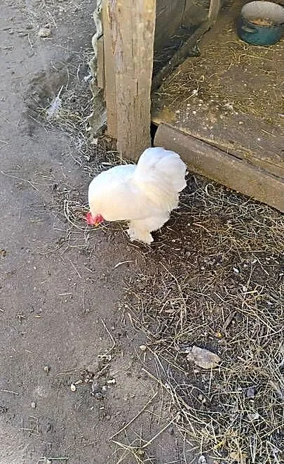 Sprzedam dwa kogutki, Śląskie, Opatów