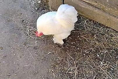 Sprzedam dwa kogutki, Śląskie, Opatów
