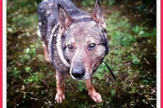 Staruszek owczarek niem. DŻEKI ułożony,łagodny,czy ktoś się ulituje,  mazowieckie Warszawa, Mazowieckie, Warszawa