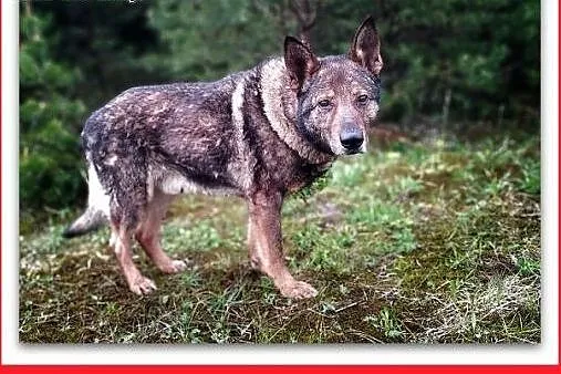 Staruszek owczarek niem. DŻEKI ułożony,łagodny,czy ktoś się ulituje,  mazowieckie Warszawa, Mazowieckie, Warszawa