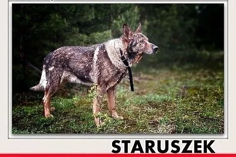 Staruszek owczarek niem. DŻEKI ułożony,łagodny,czy ktoś się ulituje,  mazowieckie Warszawa, Mazowieckie, Warszawa