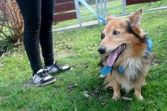 Henio, pies który stracił ukochanego pana