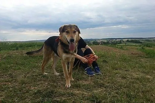 Aron pies idealny czeka na dom.,  podkarpackie Prz