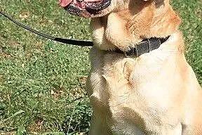 Biszkoptowy labrador szuka domu