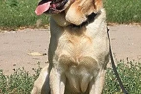 Biszkoptowy labrador szuka domu
