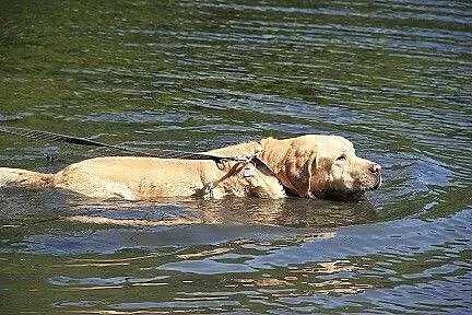 Biszkoptowy labrador szuka domu