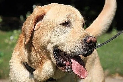 Biszkoptowy labrador szuka domu