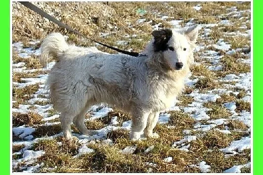 Średni 10 kg psiak PIRAT,przyjazny, kontaktowy,łag