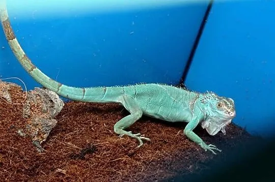 Blue Iguana Legwan Młody Blue