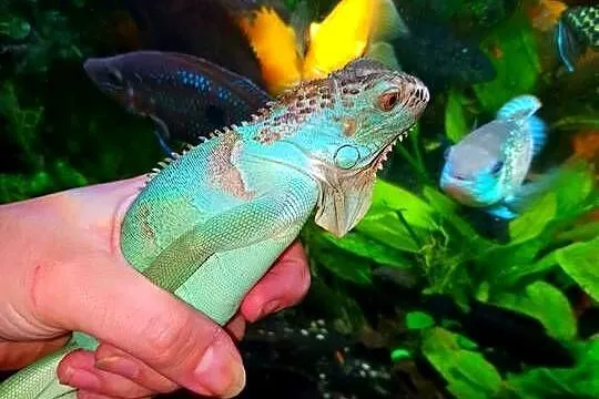 Blue Iguana Legwan Młody Blue, Podkarpackie, Rzeszów