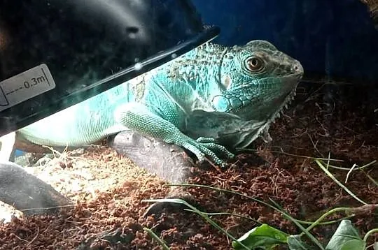 Blue Iguana Legwan Młody Blue, Podkarpackie, Rzeszów