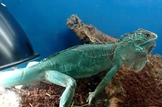 Blue Iguana Legwan Młody Blue, Podkarpackie, Rzeszów