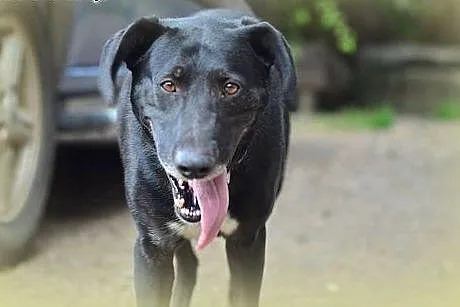 Ivo - przyjaciel rodziny do adopcji,  małopolskie Kraków
