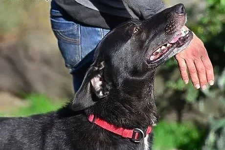Ivo - przyjaciel rodziny do adopcji,  małopolskie 