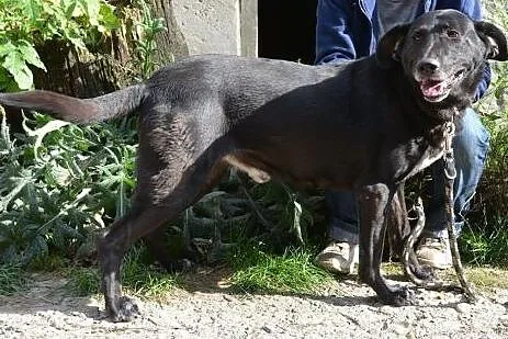 Ivo - przyjaciel rodziny do adopcji,  małopolskie 