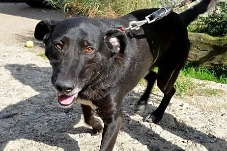 Ivo - przyjaciel rodziny do adopcji,  małopolskie 
