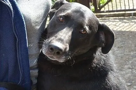 Ivo - przyjaciel rodziny do adopcji,  małopolskie 