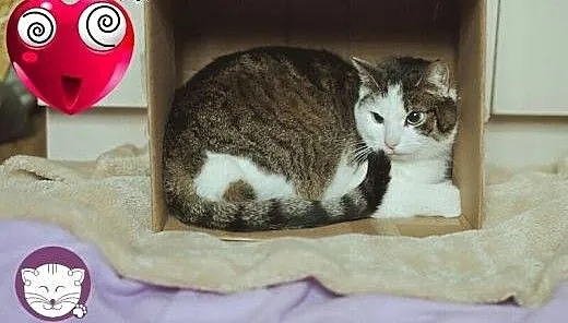 Kochająca ludzi i wierna BELLA bardzo prosi o nowy
