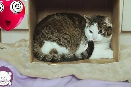 Kochająca ludzi i wierna BELLA bardzo prosi o nowy