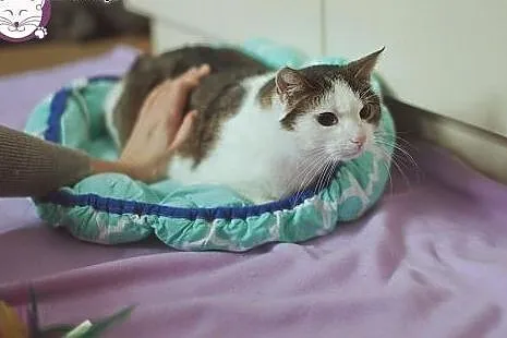 Kochająca ludzi i wierna BELLA bardzo prosi o nowy