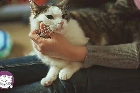 Kochająca ludzi i wierna BELLA bardzo prosi o nowy