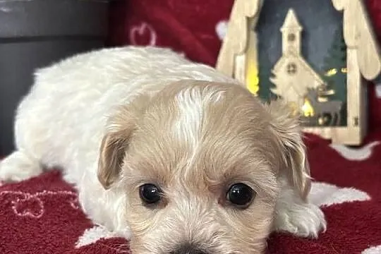 Maltipoo Sunia F1