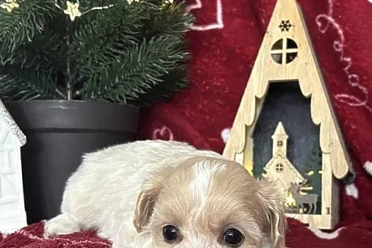 Maltipoo Sunia F1, Śląskie, Częstochowa