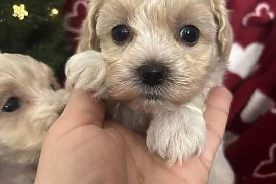 Maltipoo Sunia F1, Śląskie, Częstochowa