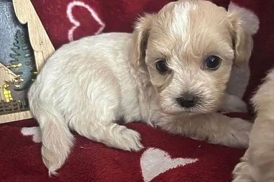 Maltipoo Sunia F1, Śląskie, Częstochowa