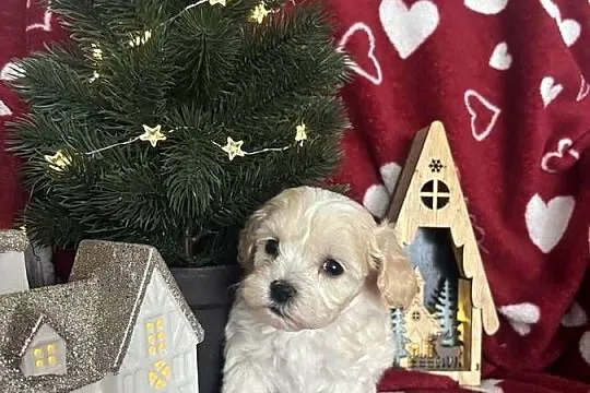 Maltipoo Sunia F1, Śląskie, Częstochowa