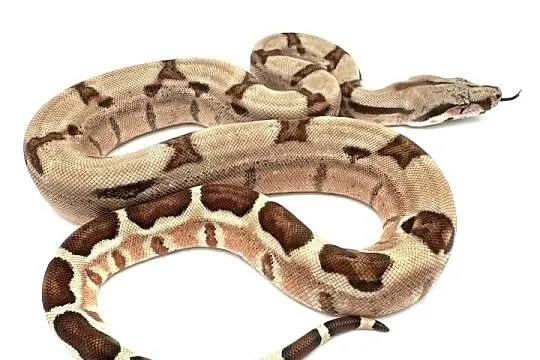 Boa imperator/Boa cesarski X Wąż/gad