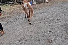 Sprzedam klacz kucyk