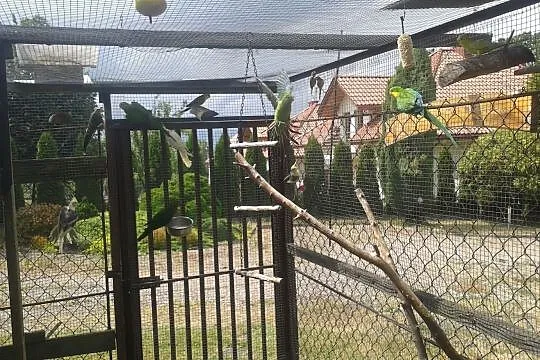 rozelle bladogłowe i żółtolica, Małopolskie, Kraków