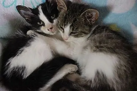 Mars i Snikers- 2,5 miesięczne kocurki do adopcji,  Koty pospolite cała Polska