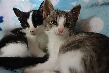 Mars i Snikers- 2,5 miesięczne kocurki do adopcji,