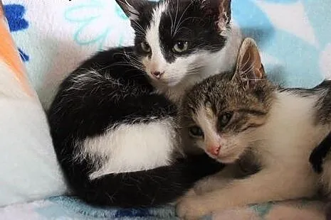 Mars i Snikers- 2,5 miesięczne kocurki do adopcji,