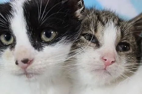 Mars i Snikers- 2,5 miesięczne kocurki do adopcji,