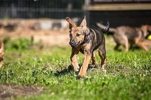 LIMONKA - malucha z uśmiechem od ucha do ucha,  św