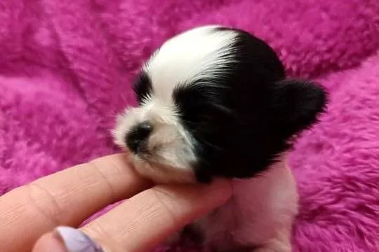 Szczenięta shih tzu do rezerwacji
