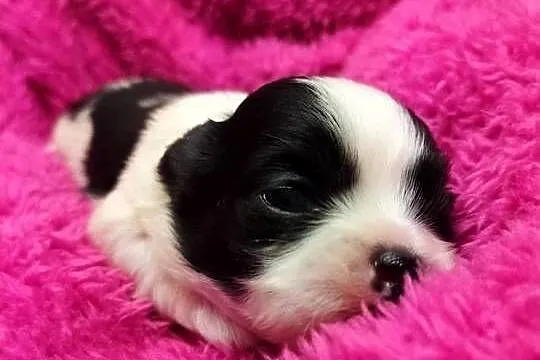Szczenięta shih tzu do rezerwacji, Kujawsko-pomorskie, Dobrzejewice