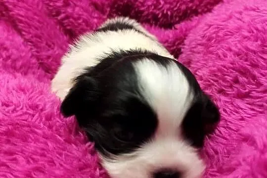 Szczenięta shih tzu do rezerwacji, Kujawsko-pomorskie, Dobrzejewice