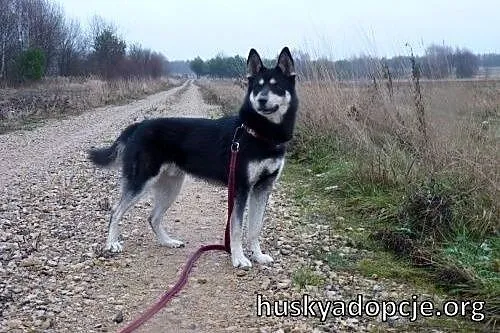 NUGAT- młody, aktywny pies mix owczarka do adopcji,  małopolskie Kraków