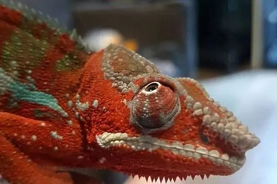 kameleon lamparci ambilobe red bar