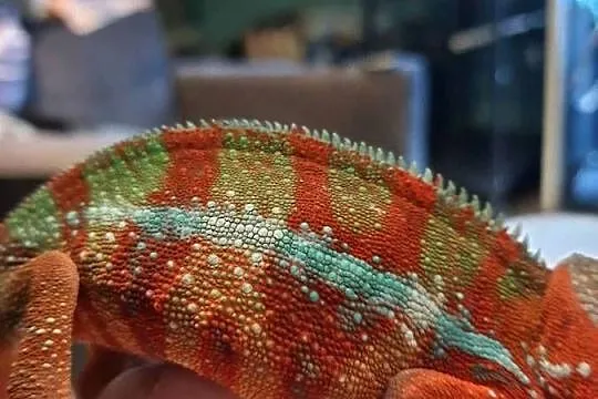 kameleon lamparci ambilobe red bar, Kujawsko-pomorskie, Włocławek