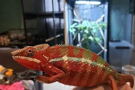 kameleon lamparci ambilobe red bar, Kujawsko-pomorskie, Włocławek