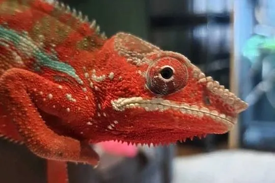 kameleon lamparci ambilobe red bar, Kujawsko-pomorskie, Włocławek